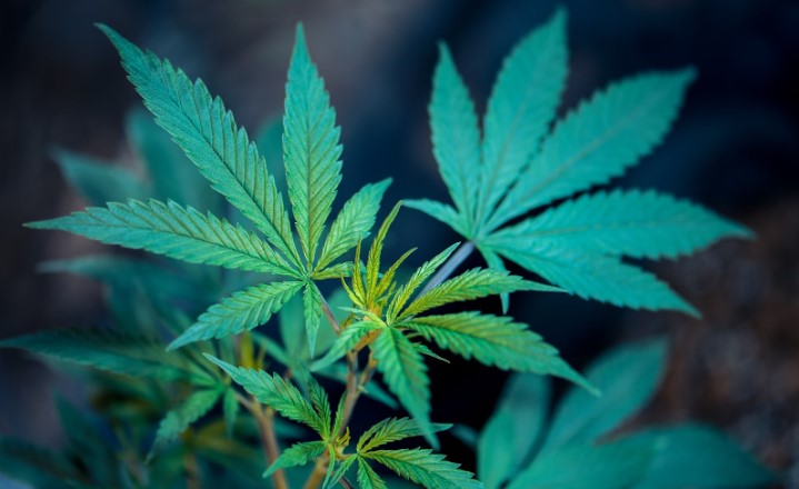Yoga and CBD: How They Are a Match Made in Heaven