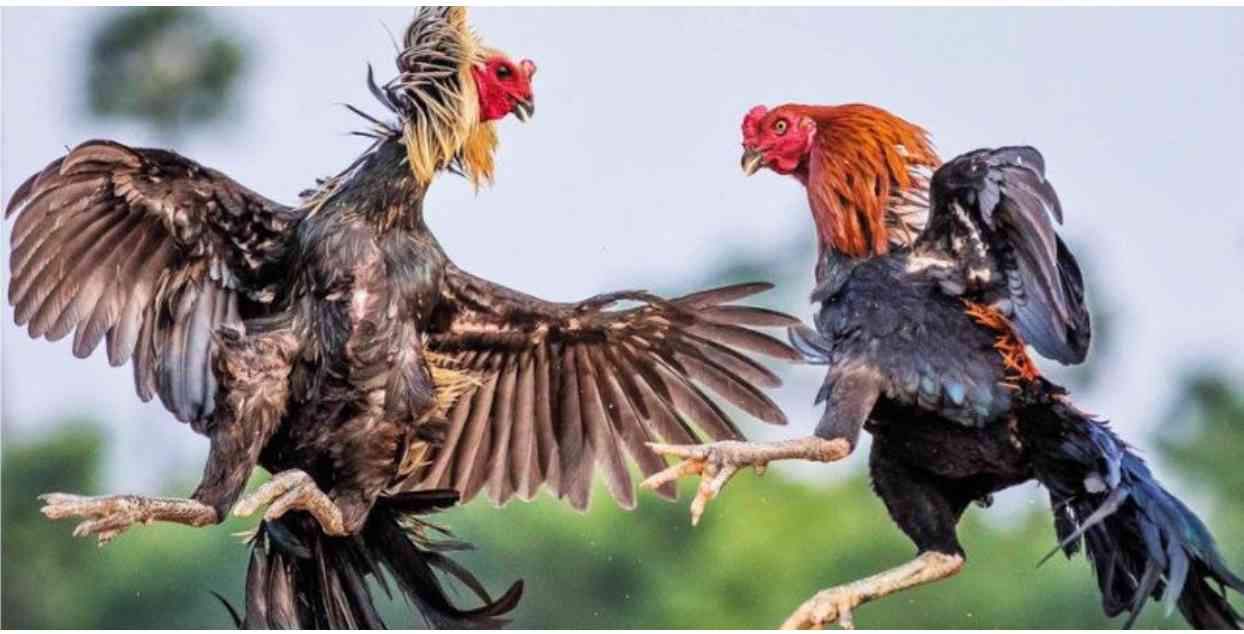 Cockfighting U888 - The Safest Place to Bet on Fighting Cocks Online 2025